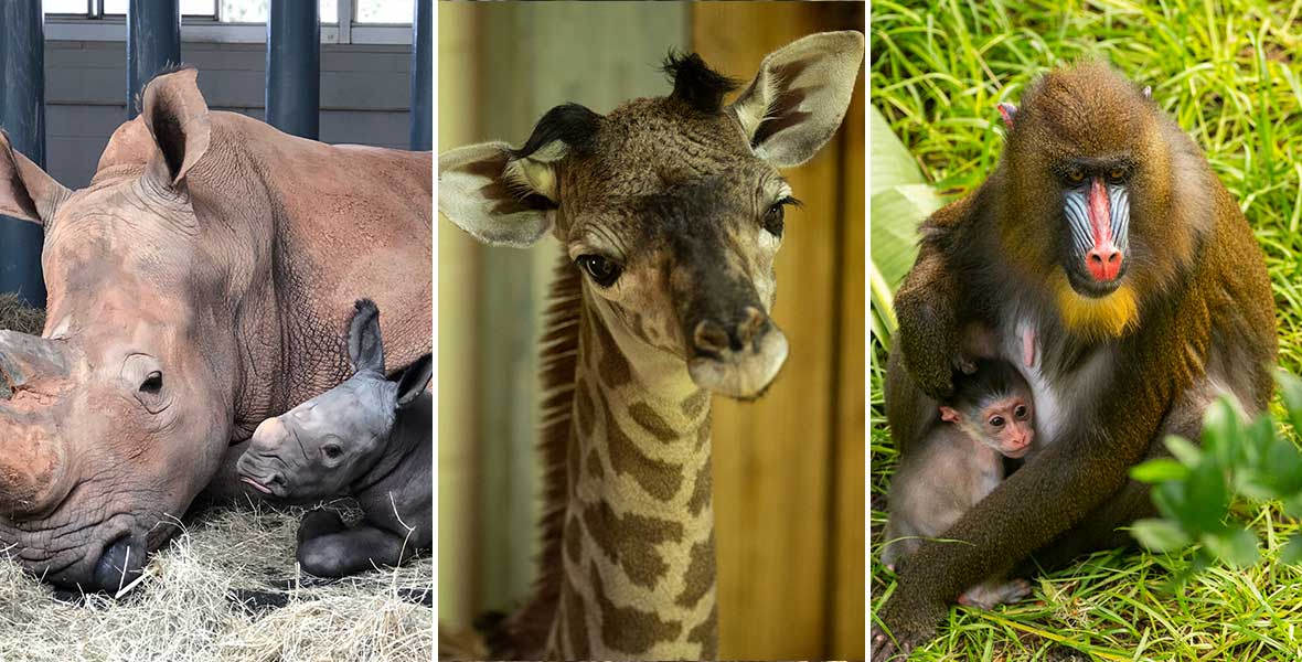 Must-see Adorable Animals Recently Born at Disney's Animal Kingdom - D23