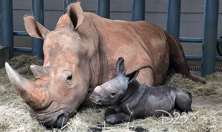 Must See Adorable Animals Recently Born At Disney S Animal Kingdom D23