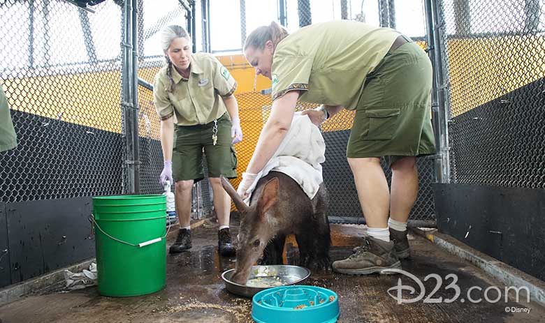 Baby animals at DAK