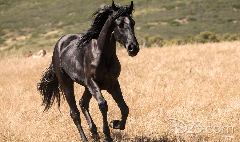 Black Beauty