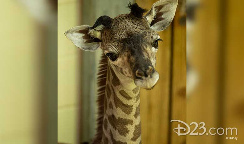 DisneyMagicMoments: Meet Phoenix, the Zebra Foal Born at Disney's Animal  Kingdom Lodge