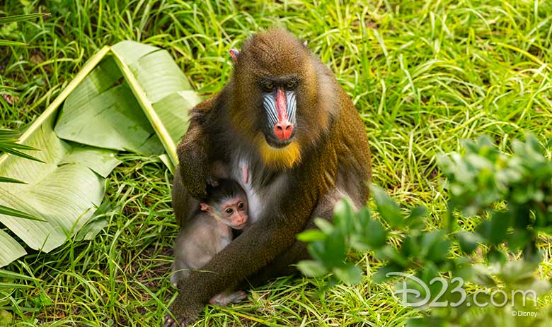 Baby Animal at DAK