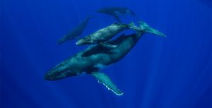 Secrets of the Whales