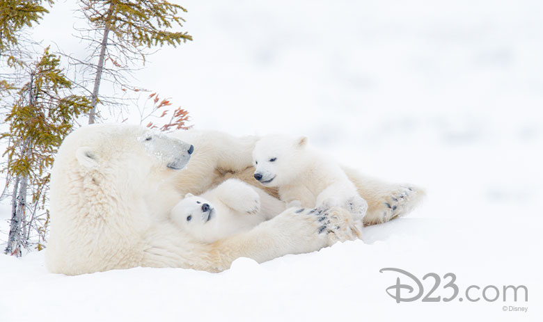 Kingdom of the Polar Bears