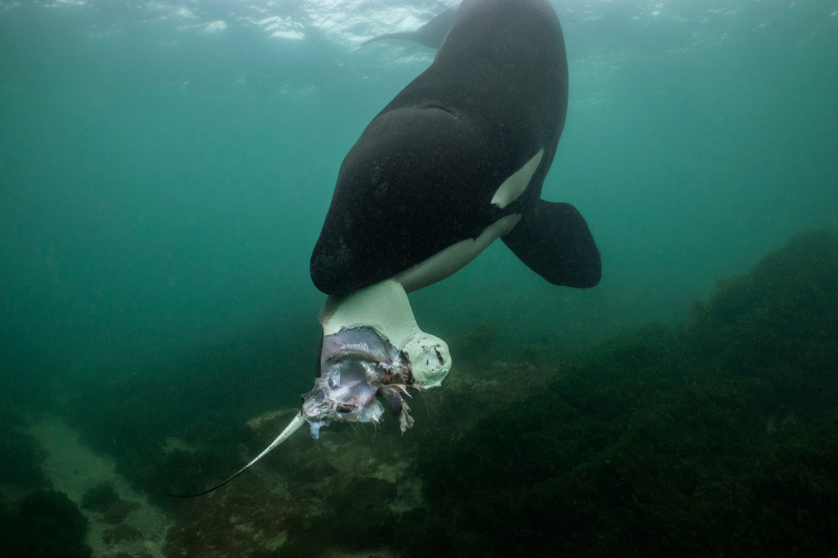 IMAGE-2_SOTW_NGSF000003_190902__116897-F1r+MU1