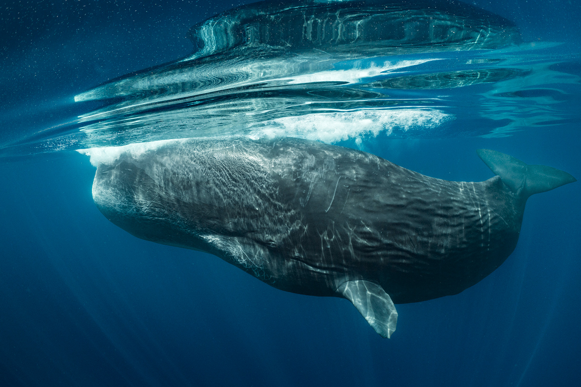 IMAGE-5_SOTW_NGSF000003_190406__66120-2-F1