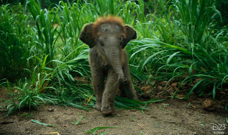 jungle cruise