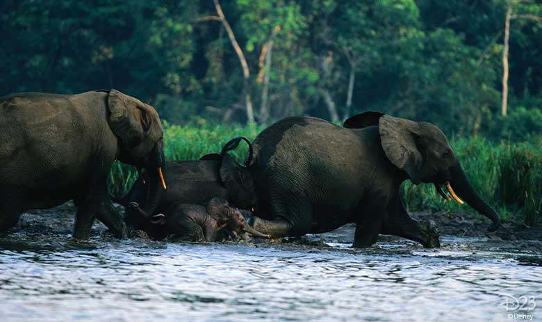 jungle cruise