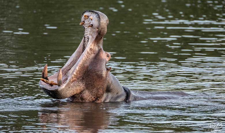 jungle cruise