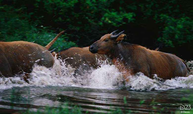 jungle cruise