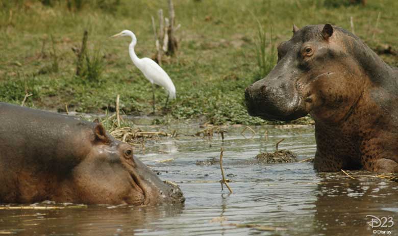 jungle cruise