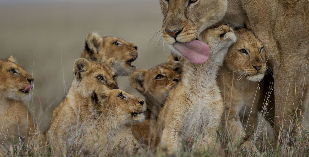 Lions 101 Nat Geo Wild