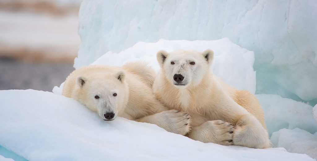 Exclusive Q&A with Disneynature’s Polar Bear Filmmakers