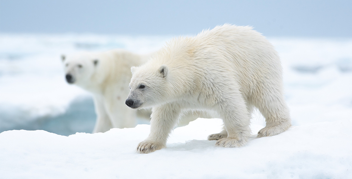 national geographic picture of the year 2022 polar bear