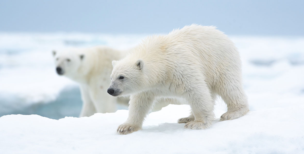 Two young polar bears walk next to each other on snow.