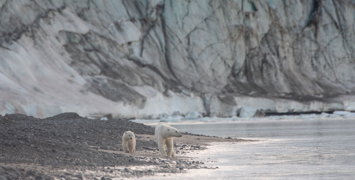An older and younger polar bear walk on gravel next to a large hill.