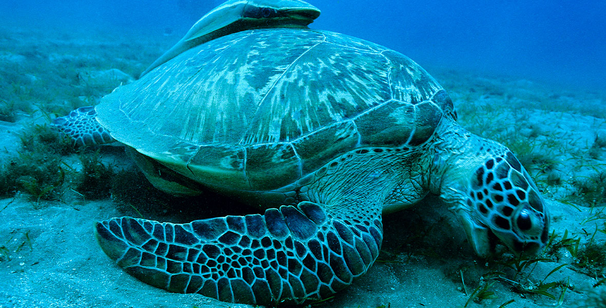 A large sea turtle lays on the bottom of the ocean floor.