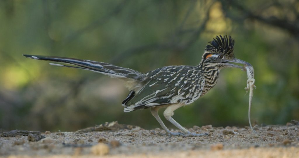 In a scene from National Geographic’s America the Beautiful on Disney+, a male roadrunner hopes to impress a mate by catching a lizard and displaying it proudly before a female roadrunner.