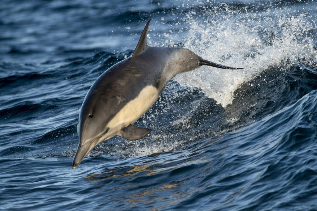 In a scene from National Geographic’s America the Beautiful on Disney+, a common dolphin surfs a wave off the coast of California.