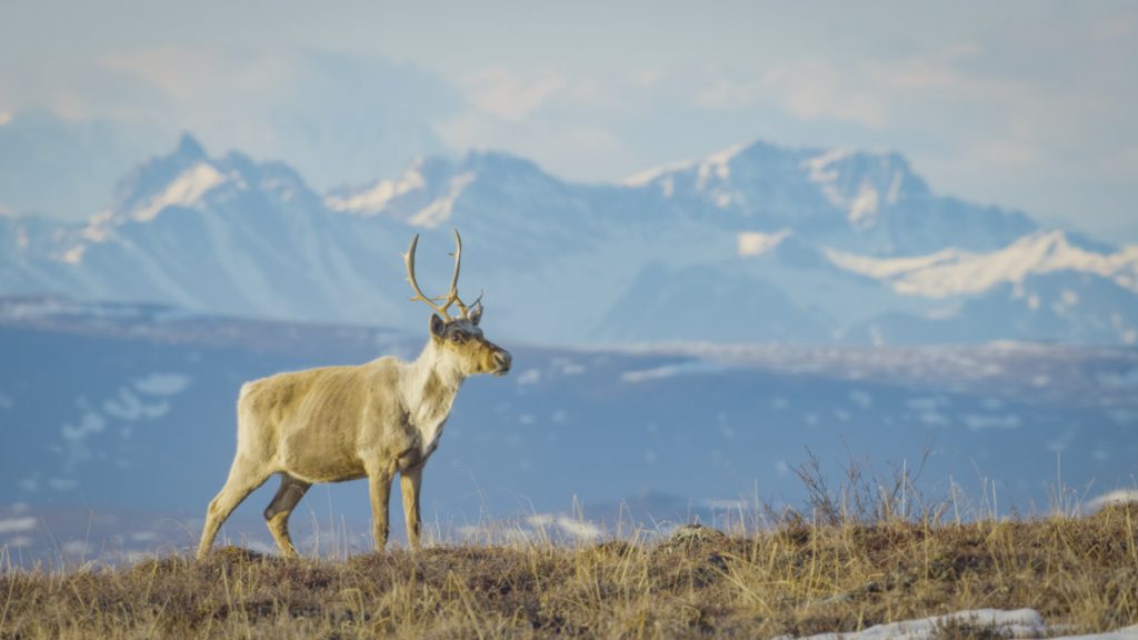 In a scene from National Geographic’s America the Beautiful on Disney+, a Caribou is on high alert for predators, flanked by the rising peaks of Nelchina Public Use Area in Alaska.
