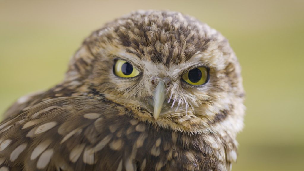 In a scene from National Geographic’s America the Beautiful on Disney+, a burrowing owl keeps an eye out for changes in the weather.