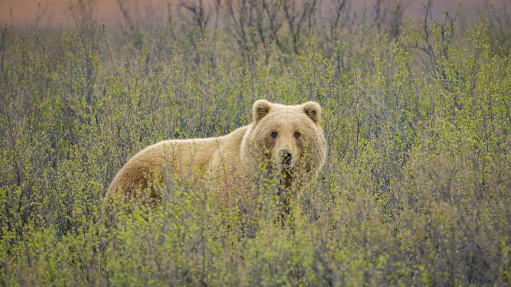 In a scene from National Geographic’s America the Beautiful on Disney+, it’s Caribou calfing season in Nelchina, Alaska, and that only means one thing for Grizzly bears: dinner. This Grizzly has sniffed a Caribou herd and is on their trail.
