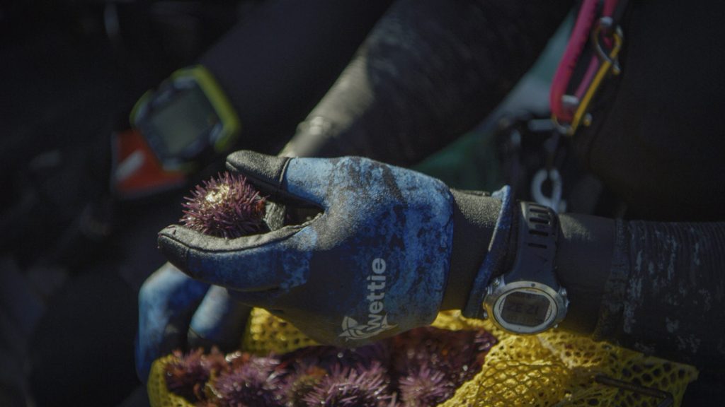 In a scene from National Geographic’s America the Beautiful on Disney+, a diver holds one of the many sea urchins removed from Monterey Bay by volunteers.