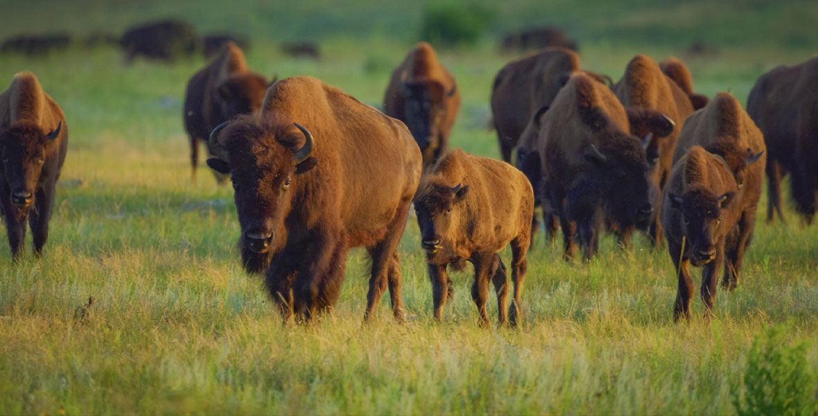 An American bison herd walks toward the camera in America the Beautiful.