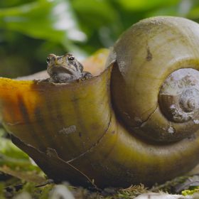 In a scene from National Geographic’s America the Beautiful on Disney+, an oak toad takes cover from predators, such as a garter snake, inside a snail shell.