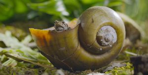 In a scene from National Geographic’s America the Beautiful on Disney+, an oak toad takes cover from predators, such as a garter snake, inside a snail shell.