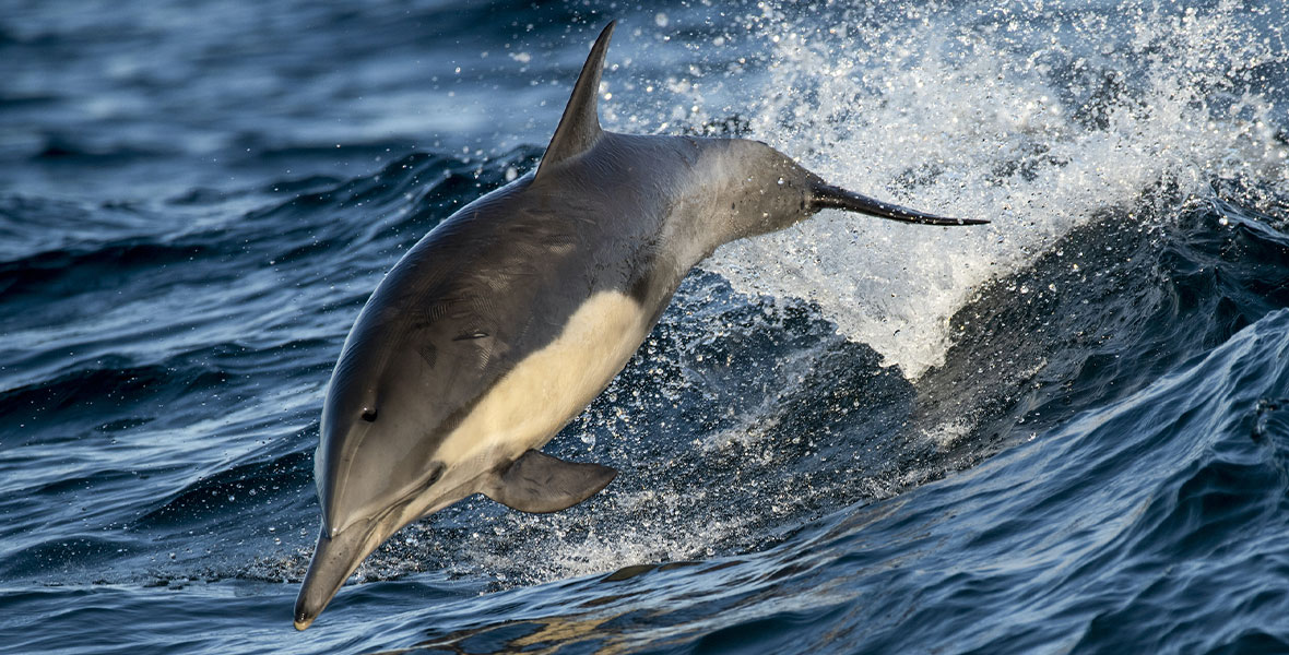 A common dolphin surfing a wave off the coast of California. (National Geographic for Disney+/Nick Hawkins)