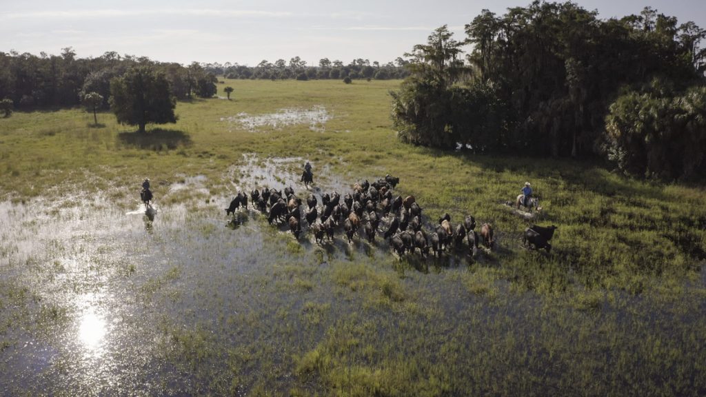 In a scene from National Geographic’s America the Beautiful on Disney+, cowboys herd their cattle through marshland.