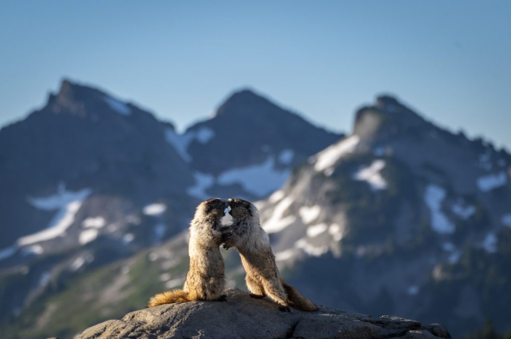 In a scene from National Geographic’s America the Beautiful on Disney+, marmots spar with each other, fighting over the best flowers on the slopes of Mount Rainier.