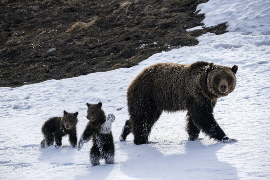 In a scene from National Geographic’s America the Beautiful on Disney+, a Grizzly bear mother and her cubs emerge from their dens into a winter wonderland.