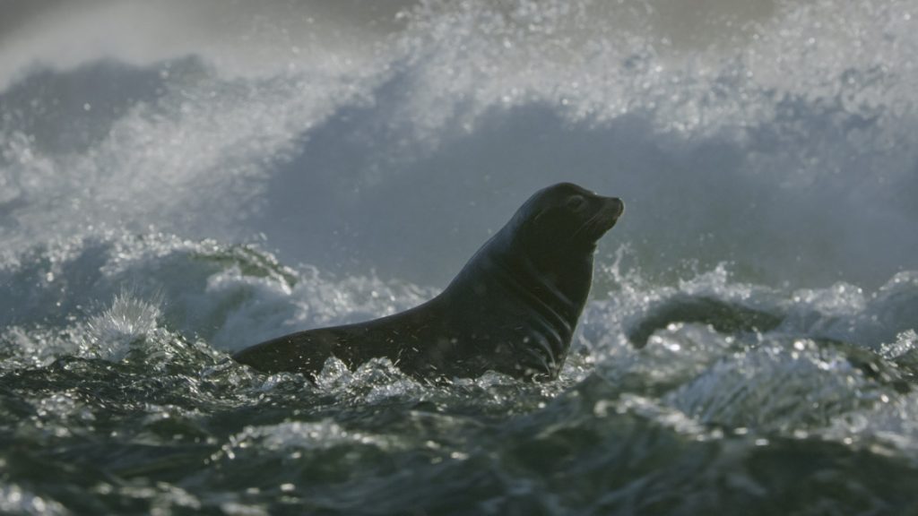 In a scene from National Geographic’s America the Beautiful on Disney+, a sea lion waits for salmon to begin their migration inland at the mouth of the Klamath River, California.
