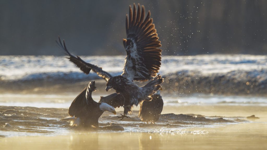 In a scene from National Geographic’s America the Beautiful on Disney+, a juvenile bald eagle fights adults for food along the banks of the Chilkat River in Alaska.