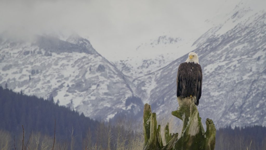 In a scene from National Geographic’s America the Beautiful on Disney+, a bald eagle looks out for opportunities to feast on the late salmon run, enabled by warm water upwellings in Alaska’s Chilkat Bald Eagle Preserve.