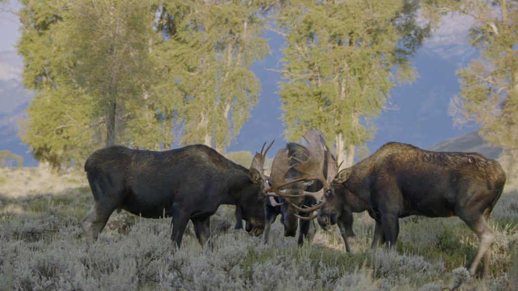 In a scene from National Geographic’s America the Beautiful on Disney+, amorous moose three-way spar during the rut in Grand Teton National Park.