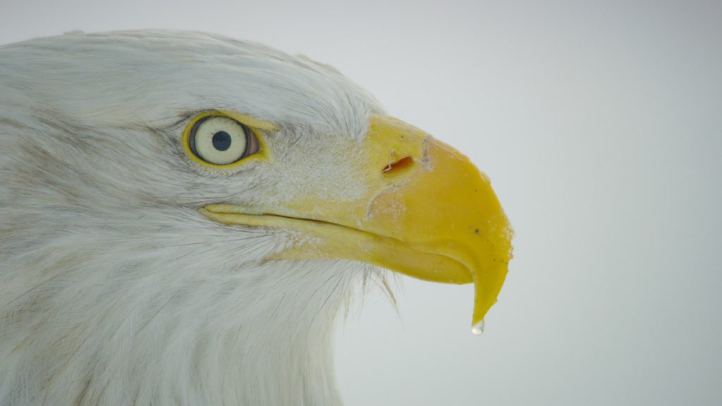 In a scene from National Geographic’s America the Beautiful on Disney+, a bald eagle in Chilkat Bald Eagle Preserve keeps a wary eye on the competition.