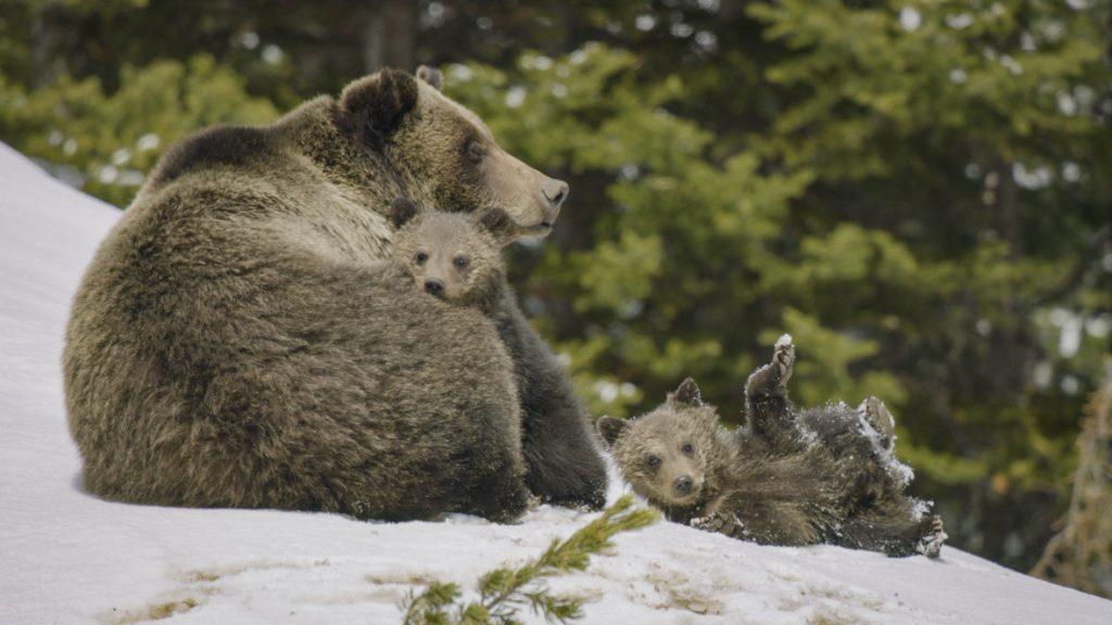 In a scene from National Geographic’s America the Beautiful on Disney+, a grizzly bear mother and her cubs emerge from their dens into a winter wonderland.