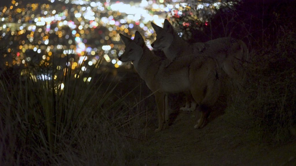 In a scene from National Geographic’s America the Beautiful on Disney+, two coyotes look out over the city lights of Los Angeles, California.