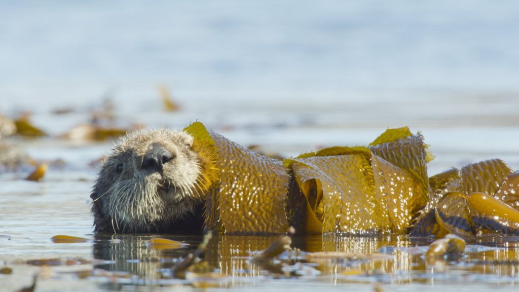 In a scene from National Geographic’s America the Beautiful on Disney+, sea otters wrap themselves and their pups up in giant kelp to keep themselves from drifting out to sea.