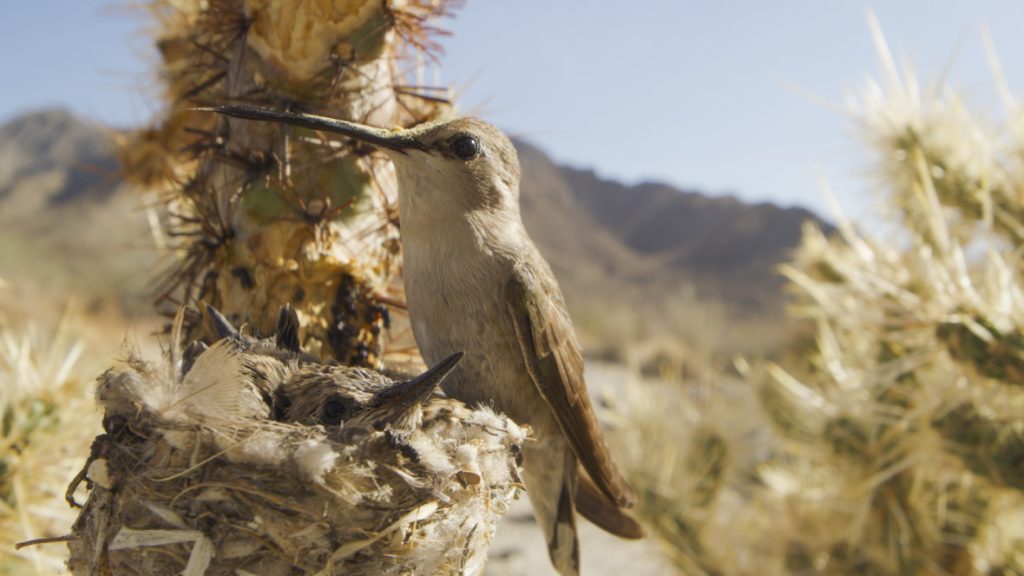 In a scene from National Geographic’s America the Beautiful on Disney+, a Costa’s hummingbird and her two chicks sit in a well-protected nest, built in the heart of a cactus in California’s Mojave Desert.