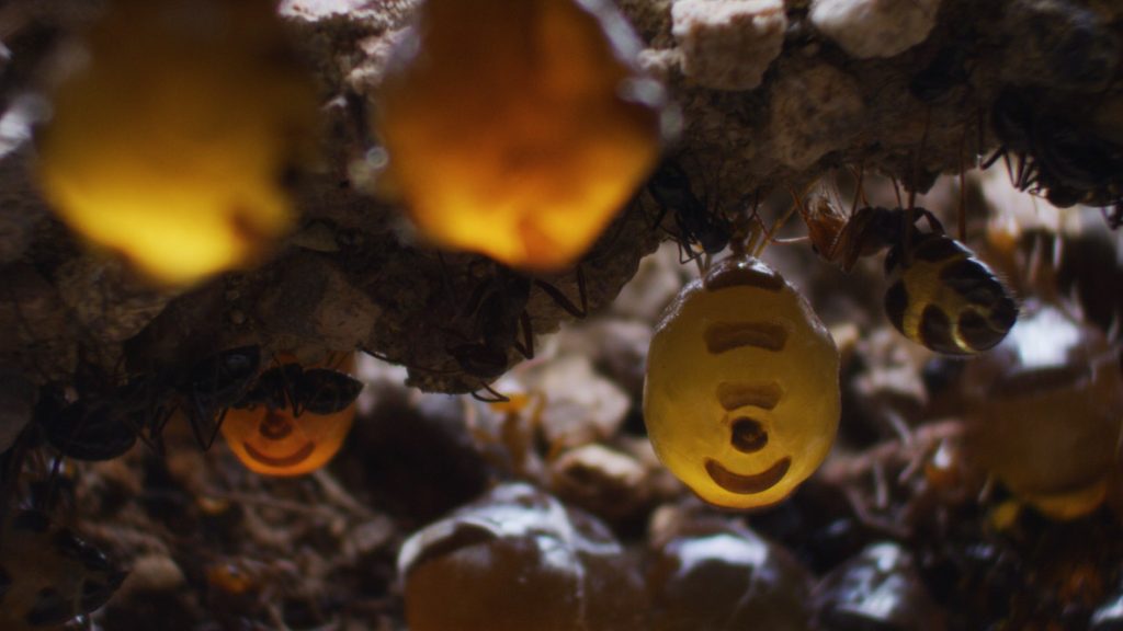In a scene from National Geographic’s America the Beautiful on Disney+, honeypot ants create “living larders” deep underground, using specialized workers whose abdomens can swell to the size of a cherry with nectar gathered during times of plenty by their comrades.