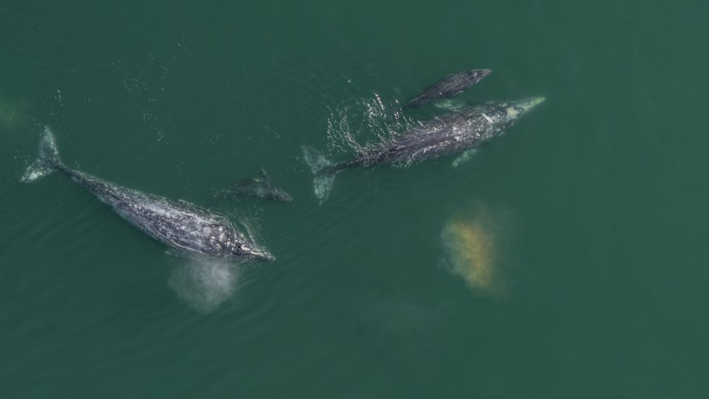In a scene from National Geographic’s America the Beautiful on Disney+, gray whale mothers and calves begin their epic journey up the Pacific coast, from their winter homes in Baja’s lagoons to their summer feeding grounds in the Arctic.