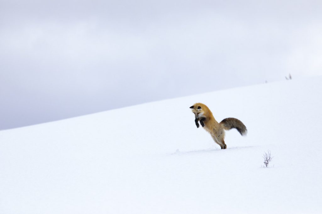 In a scene from National Geographic’s America the Beautiful on Disney+, a red fox pounces into the snow, hunting for hidden mice below.