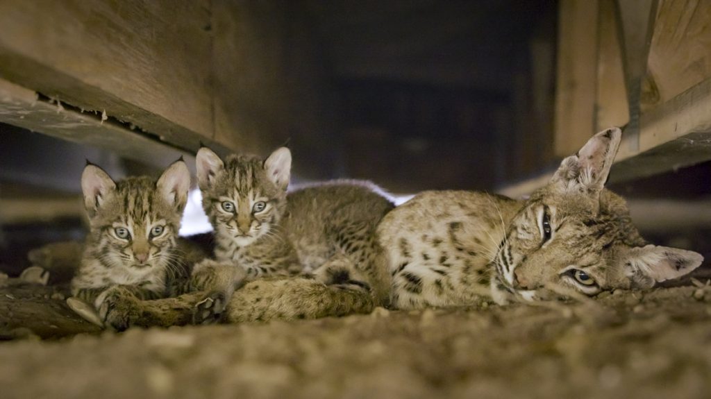 In a scene from National Geographic’s America the Beautiful on Disney+, a bobcat mom rests with her young kittens under the decking of an abandoned ranch house.