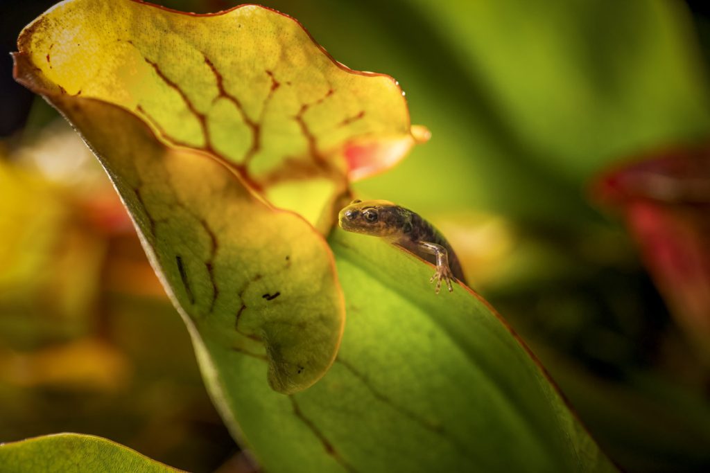 In a scene from National Geographic’s America the Beautiful on Disney+, a spotted salamander climbs a pitcher plant looking for a safe spot to shelter.