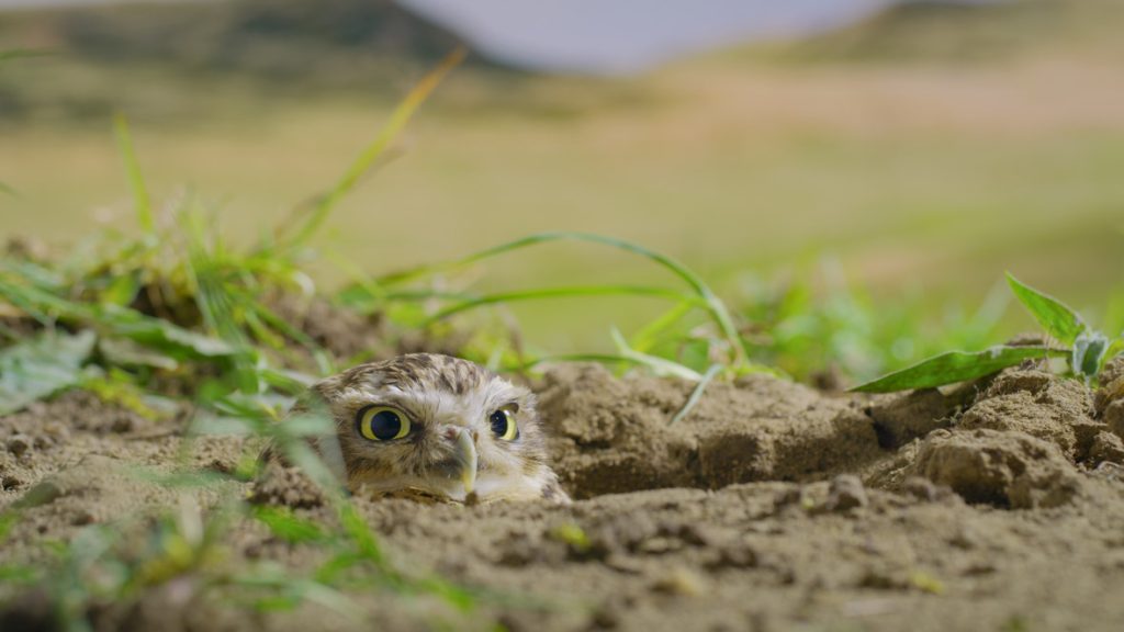 In a scene from National Geographic’s America the Beautiful on Disney+, a burrowing owl looks alarmed from the burrow entrance.