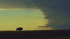 In a scene from National Geographic&rsquo;s America the Beautiful on Disney+, an American bison walks towards a storm cloud.
